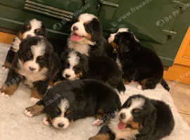 Bernese Mountain Dog Puppies