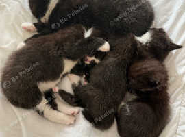 Bombay Kittens