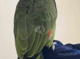 Fully tame talkative Amazon parrot