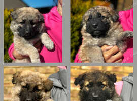 Stunning German Shepherd Pedigree Puppies, Lovely colours,