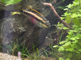 Kribensis
