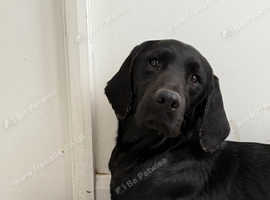 2 year old labrador male