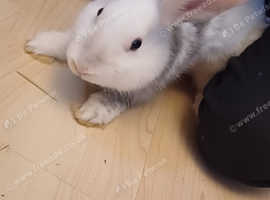 Silverfox X netherland dwarf Rabbit