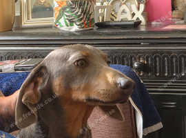 Dachshund male