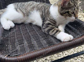 Missing cat