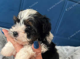 Yorkshire Biewer Terrier