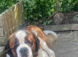2 year old St Bernard male