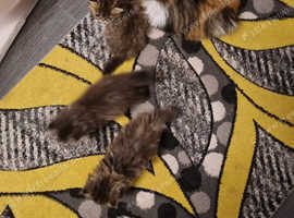 GCCF REGISTERED PERSIAN KITTENS
