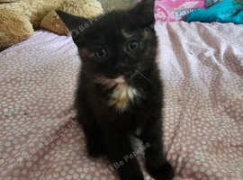 We have beautiful kittens for sale