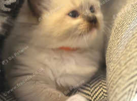 Ragdoll kittens (all reserved )