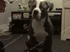 Male blue tanned and white American Bulldog for sale
