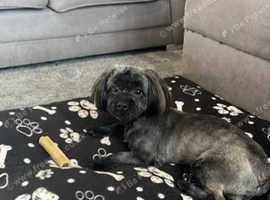 Shorkie 13 months