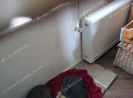 oldie bulldog to home with garden