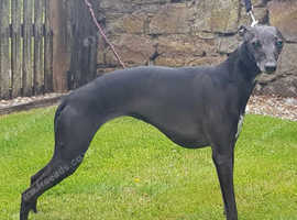 Puppies Due Soon