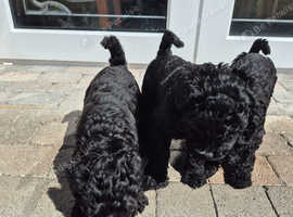 6 week old Kerry Blue puppies Co. Tyrone