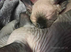 Canadian Sphynx kittens available
