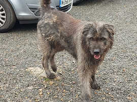 Irish wolfhound neutered male
