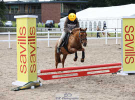 11.1hh genuine, all round LR and/or FR pony