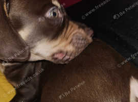 Springer spaniel X bullmastiff