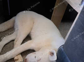 Siberian husky puppies