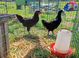Jersey Giant Cockerel