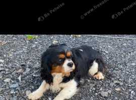 Female cavalier King Charles spaniel