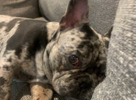 French bulldog rescue puppies best sale for sale