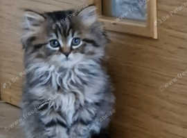 2 female kittens