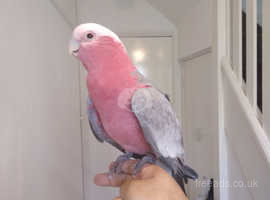 Galah Cockatoo Young Fully Hand Tame DOESN'T BITE GENTLE