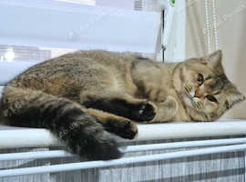 2 adult british shorthair females