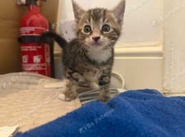 Six kittens for sale