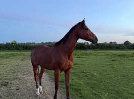 Quality tb gelding