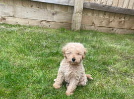 Lovable Maltipoo Puppy for sale