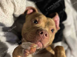 Dog for sale