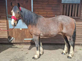 Hilton 15hh cob mare