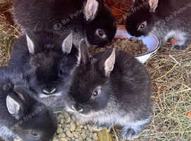 Rabbits for sale
