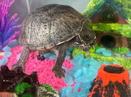 Turtle for SALE