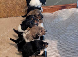 Beautiful Sprollie x Rough Collie Puppies