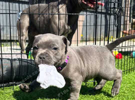 kc reg blue Staffordshire Bull Terriers for sale