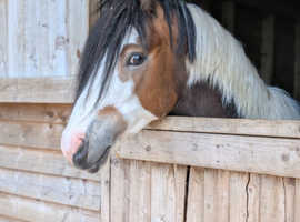 Smart coloured pony