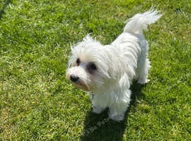 Maltese girl