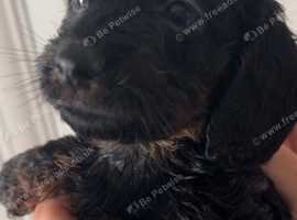 Doxiepoo