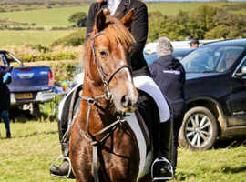 AUTUMN- 13.2hh Skewbald 5year old fantastic child's pony.