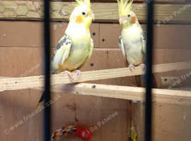 Cockatiel bird sale for sale