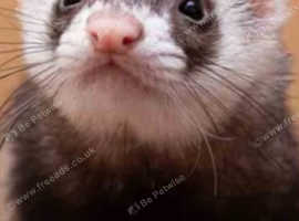 Ferret