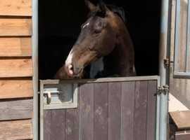 Super sweet mare Forsale