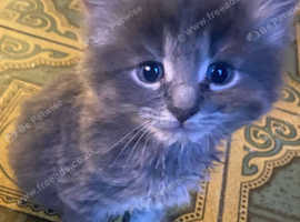 Male kitten ready to be rehomed