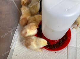 Peking Bantams