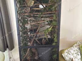 Yemen chameleon and viv