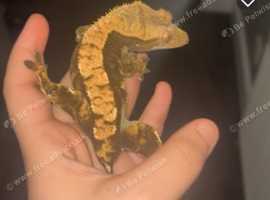 Adult female crested gecko for sale.